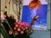 Promotiematerialen Bloemistenconcept Chrysal